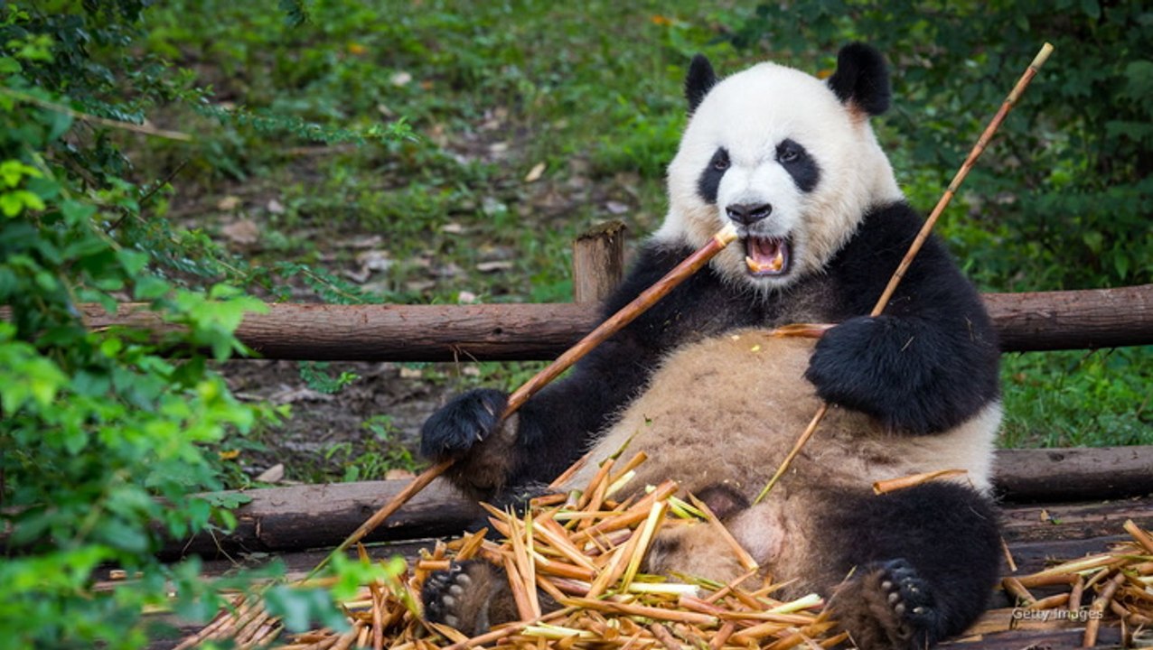 Two giant pandas from China welcomed to US as part of new phase in ‘panda diplomacy’