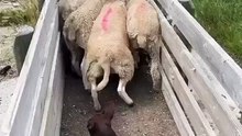 Shepherd