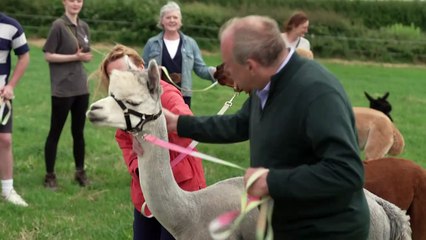 Ed Davey brings alpacas on campaign trial
