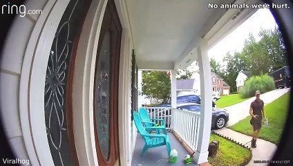 Best Dogs  Naughty Pets  Funny Videos