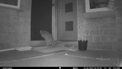 Le raton laveur rentre par la chatière à Anthisnes