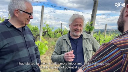 In vigna con Valter Mattoni: "Ero un decoratore, ora con il vino racconto le Marche"