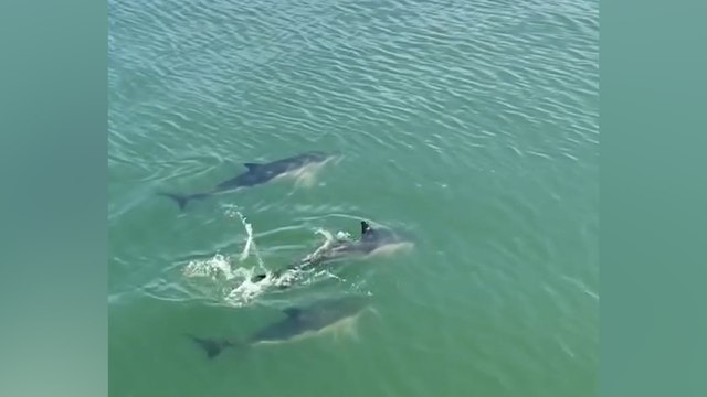 Trois jeunes dauphins piégés dans le Vieux-Port de la Rochelle
