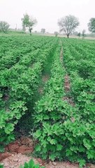 Jaldi wal vay dola #music # #foryou #vairl