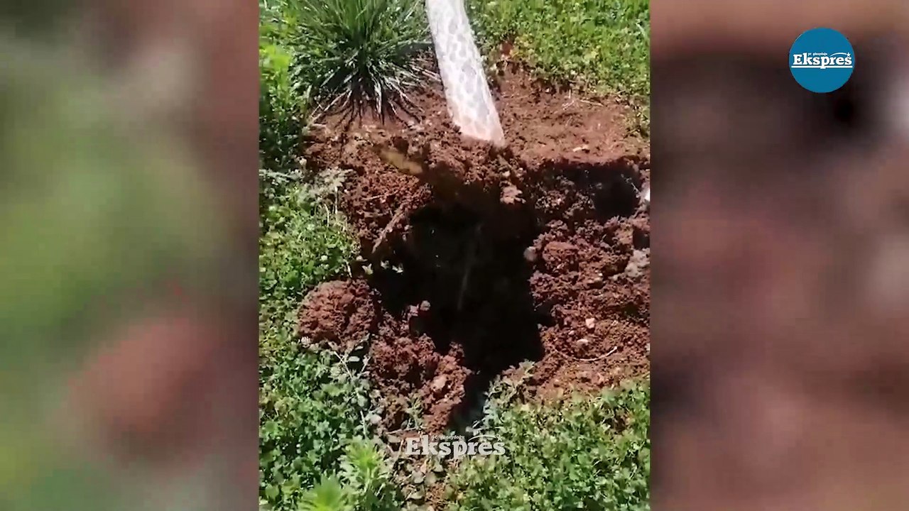 Diyarbakır’da şiddetli rüzgar ağaca kök söktürdü