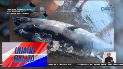 Tuna na may bigat na 165 kilos, nahuli ng mga residente | Unang Balita