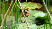 2024 Japanese Dragonfly Challenge!