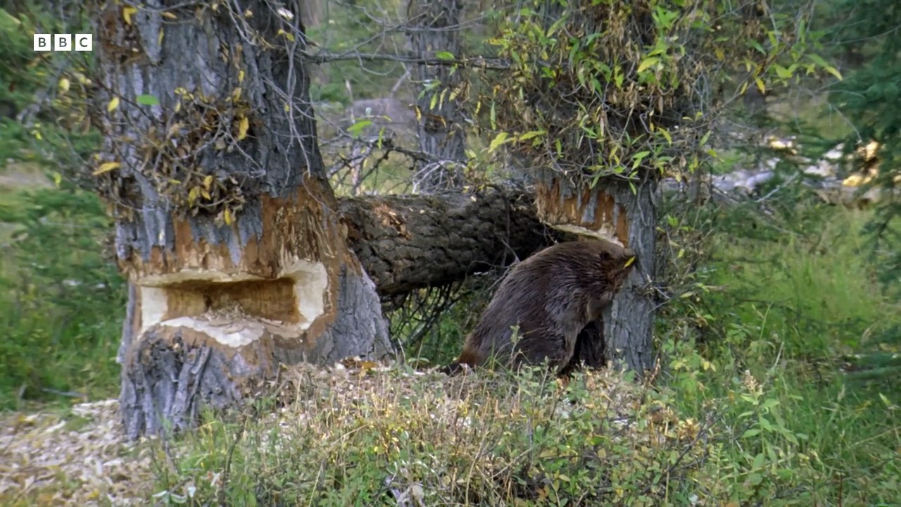 Busy Beavers Build Dam Ahead of Winter Yellowstone