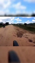 Cow chases a cyclist and quickly finds out