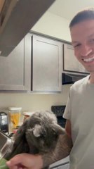 Cat Wants Kisses From Owner