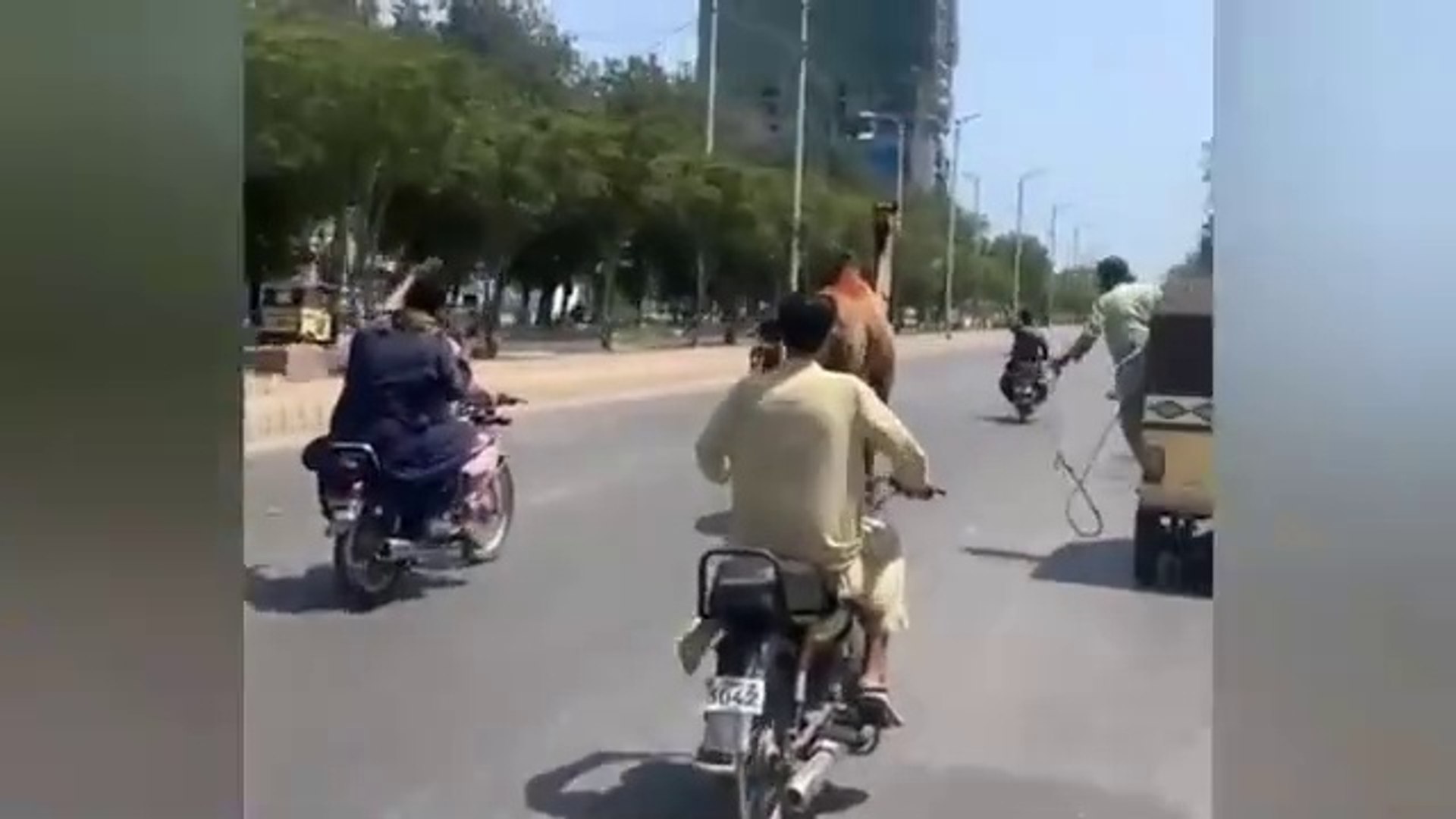 ⁣Qurbani Animals Funny Moments 2024  | funny qurbani animals|funny animals