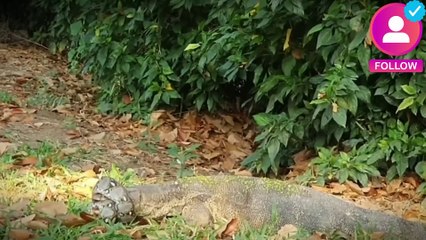 19 Most Brutal Fighting Moments Between Savage Predators