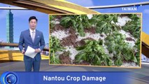 Hail in Central Taiwan Damages Crops Valued Over US$3 Million