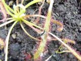 Insecte piégé sur un Drosera