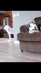 husky pranked By Wolf Mask! #shorts