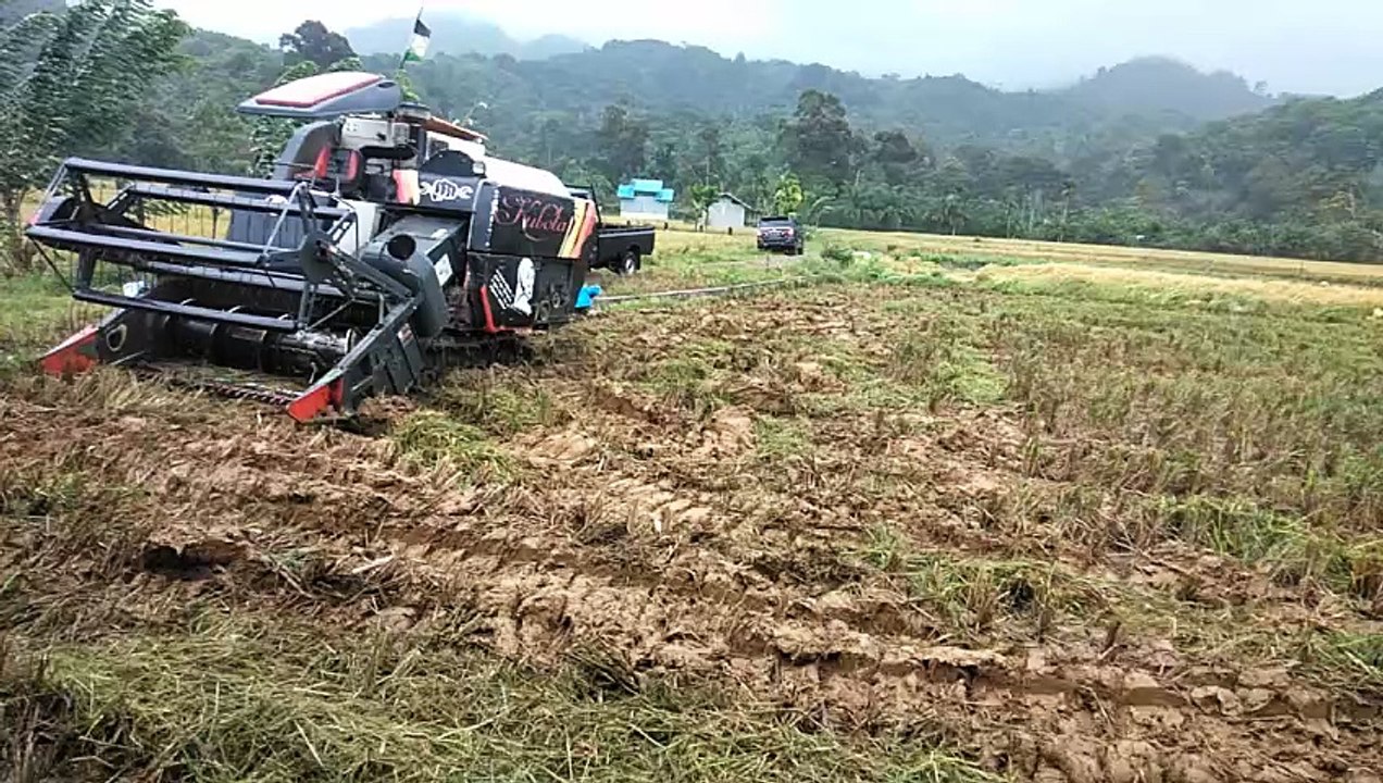 panen padi