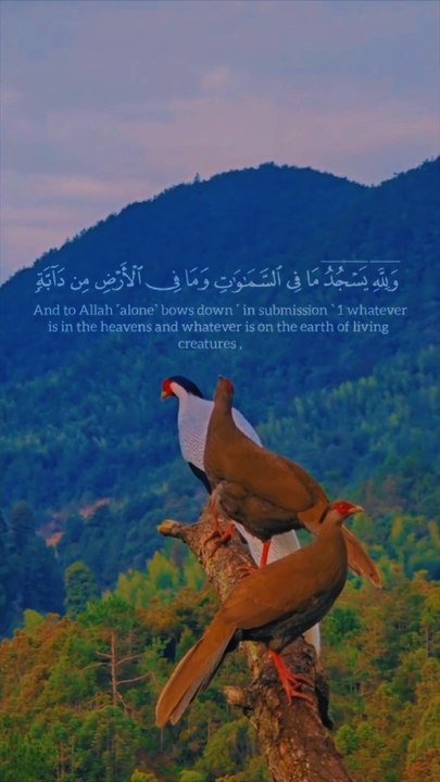 tha Hollyquran bird vedio