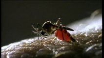 Mosquito control ramps up in Western Australia after two deaths