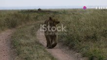 lions life