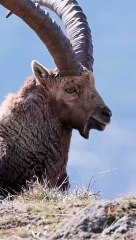 A natural beauty of forests animals