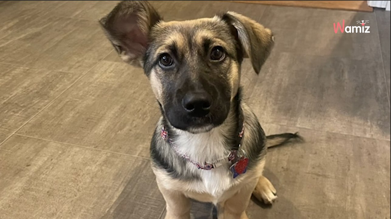 Welpe mit riesigen Pfoten: Familie nach 4 Monaten sprachlos (Video)