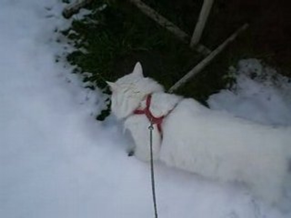 Mon chat blanc