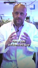 Ils veulent percer le secret des anémones de mer pour améliorer la santé humaine