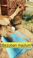 Be Zuban unthni K sath zulam