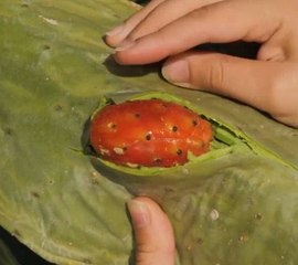 Secret planting hacks you never knew you needed!