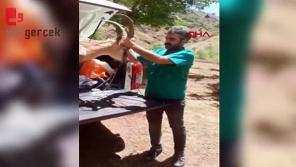 Elazığ'da bitkin halde bulunan dağ keçisi, tedavisinin ardından doğal ortamına salındı