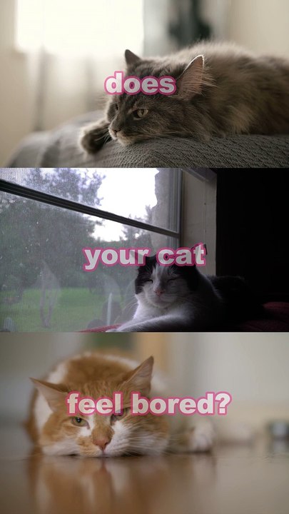 Interactive Cat Toy with Dual Play Modes
