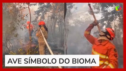 Brigadistas se unem para salvar ninho de tuiuiús de incêndio no Pantanal
