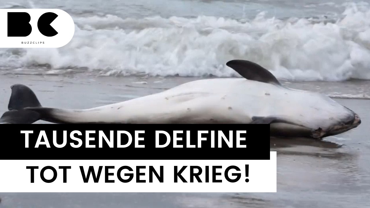 Krieg in der Ukraine kostet Tausende Tiere das Leben