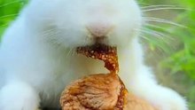 how to eating rabbit