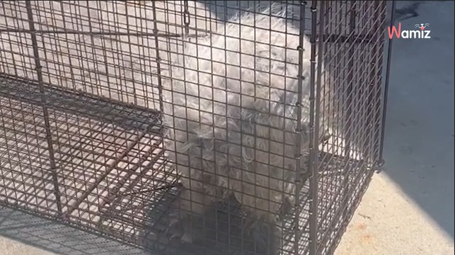 Ils sauvent un chien qui vivait dans les poubelles de l'école : ce qu'ils trouvent dans ses poils leur arrache le coeur