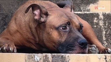 Ce chien attend sur les marches d'une maison vide : il ignore la triste vérité sur son humain (vidéo)