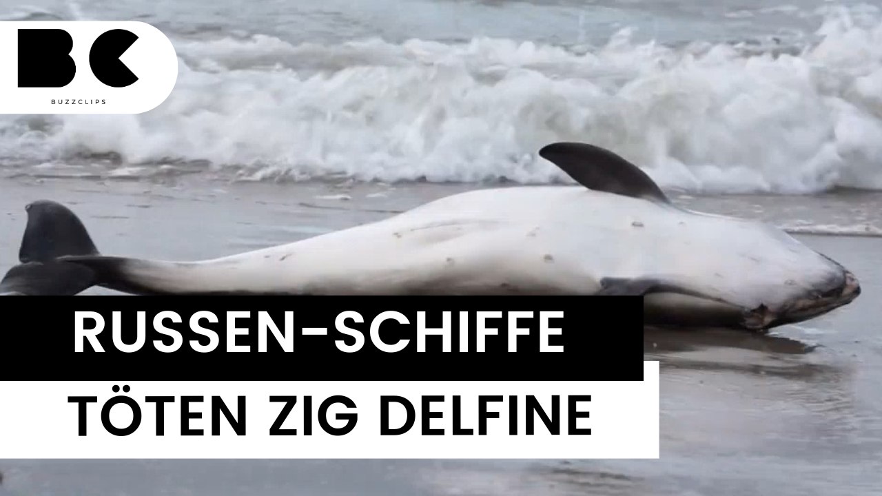 Tausende delfine gestorben: ukraine-krieg sorgt für massensterben