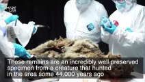 44,000-Year-Old Frozen Wolf Remains Set To Be Dissected