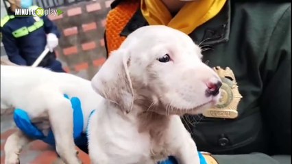 En precarias condiciones y maltratados Rescataron 40 animales de una vivienda en Medellín