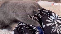 Le chat de la maison n'apprécie pas le nouveau chaton : le petit félin ne se laisse pas impressionner ! (vidéo)