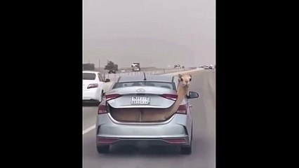 Ce chameau voyage en première classe !