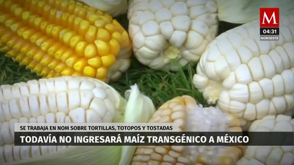 México afirma a EU que no habrá maíz transgénico sin que se apruebe nueva norma de las tortillas
