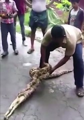 Cette chèvre est coincée dans la bouche d'un serpent