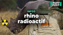 Rendre les cornes radioactives, la nouvelle idée de ces chercheurs pour sauver les rhinos