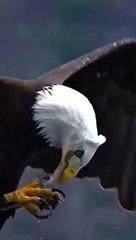 Eagle king of the birds eating in sky