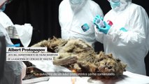 La autopsia a un lobo de 44,000 años encontrado en Siberia