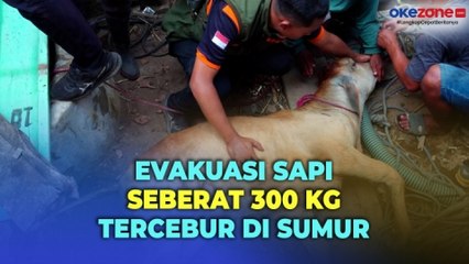 Sapi Seberat 300 Kg di Lumajang Tercebur Sumur Sedalam 10 Meter, Petugas Evakuasi Selama Dua Jam