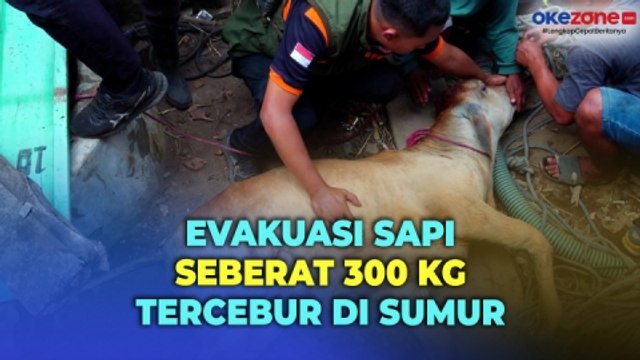 Sapi Seberat 300 Kg di Lumajang Tercebur Sumur Sedalam 10 Meter, Petugas Evakuasi Selama Dua Jam