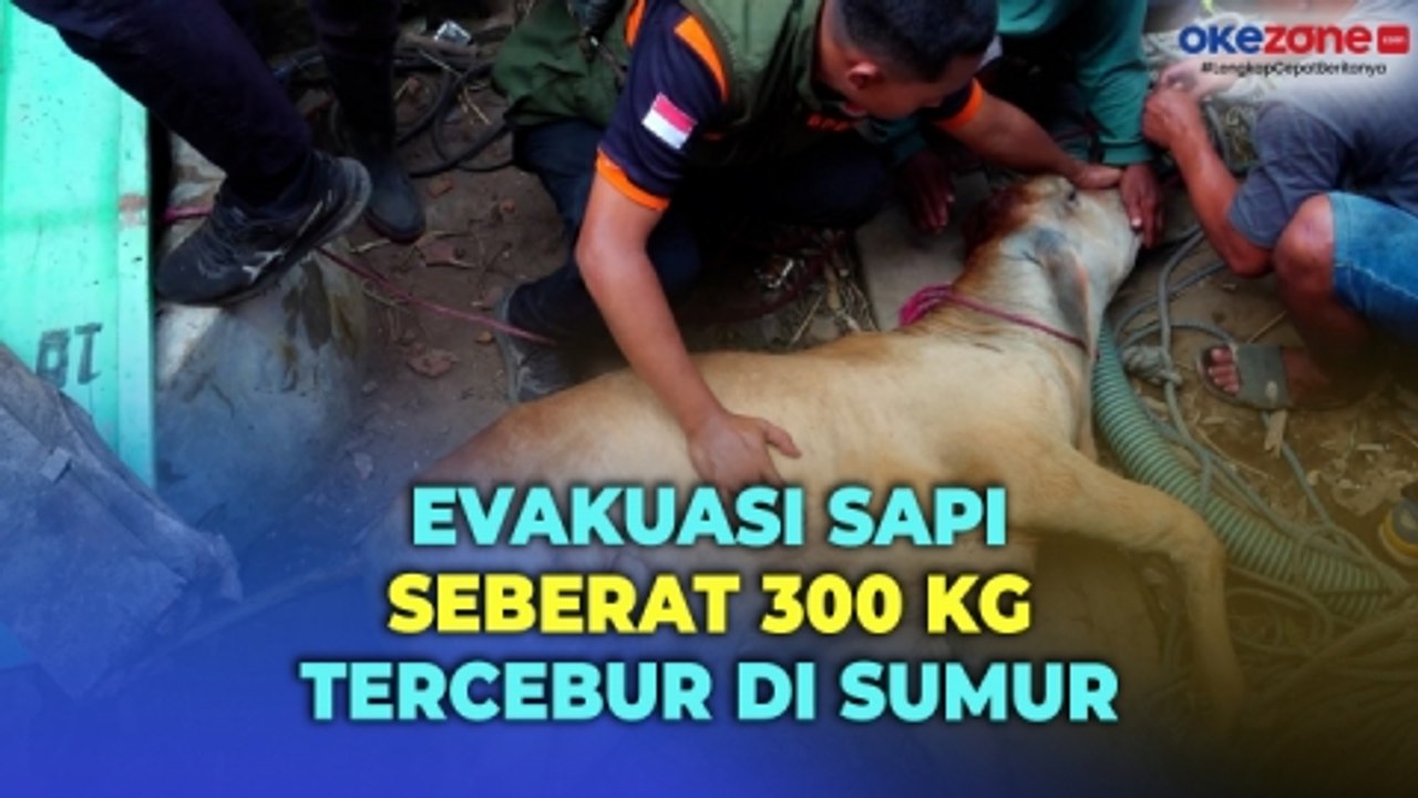 Sapi Seberat 300 Kg di Lumajang Tercebur Sumur Sedalam 10 Meter, Petugas Evakuasi Selama Dua Jam