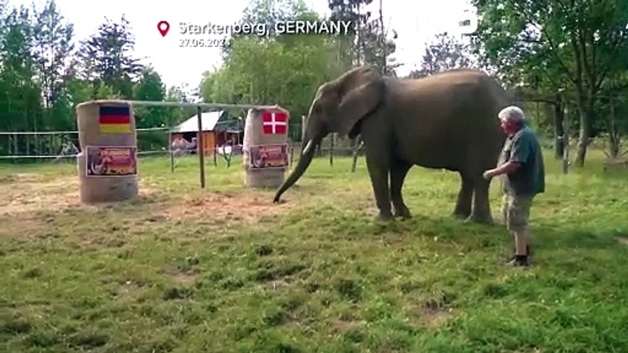 Euro 2024: Elefant Bubi sagt Sieg der Deutschen Nationalelf voraus